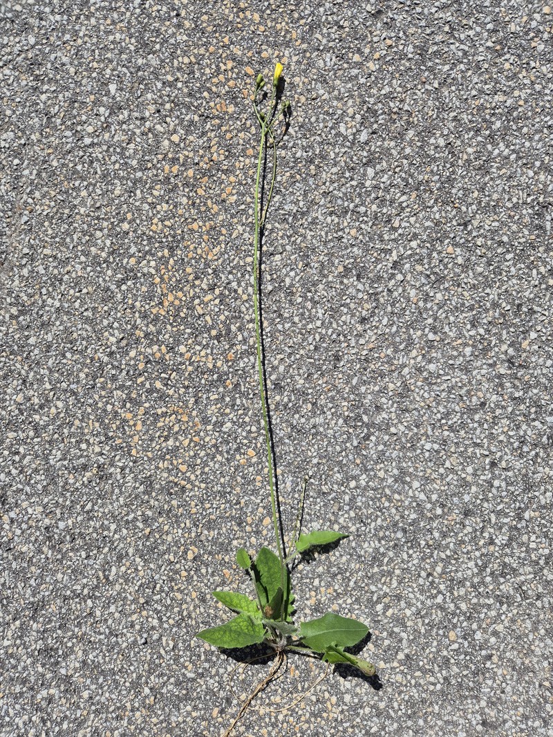 Hieracium murorum subsp. exotericoides photo 5