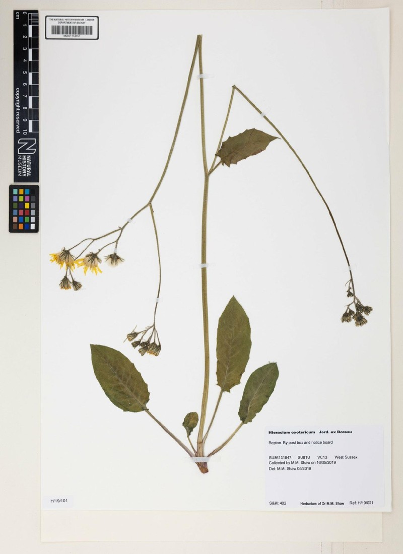 Hieracium murorum subsp. exotericum