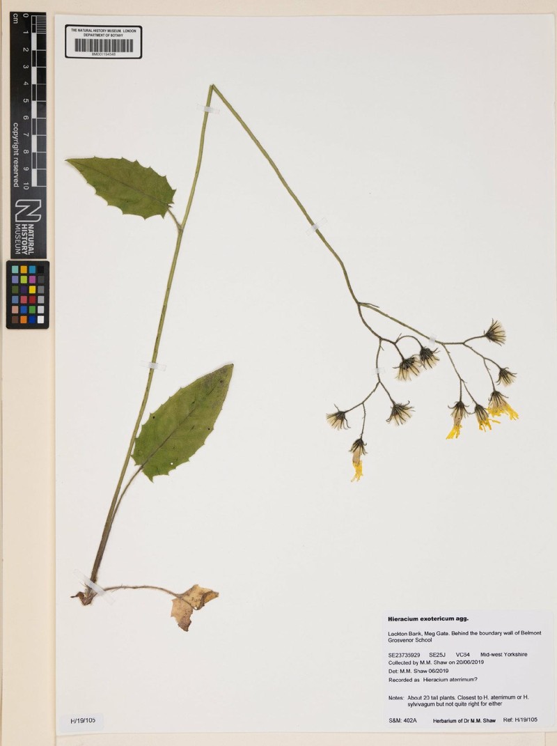 Hieracium murorum subsp. exotericum photo 2