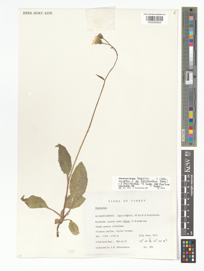 Hieracium murorum subsp. floccicomatum