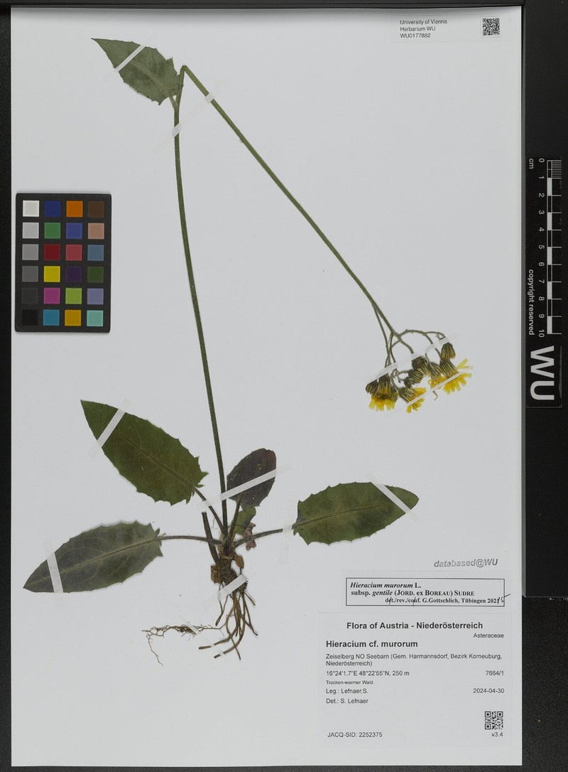 Hieracium murorum subsp. gentile photo 2