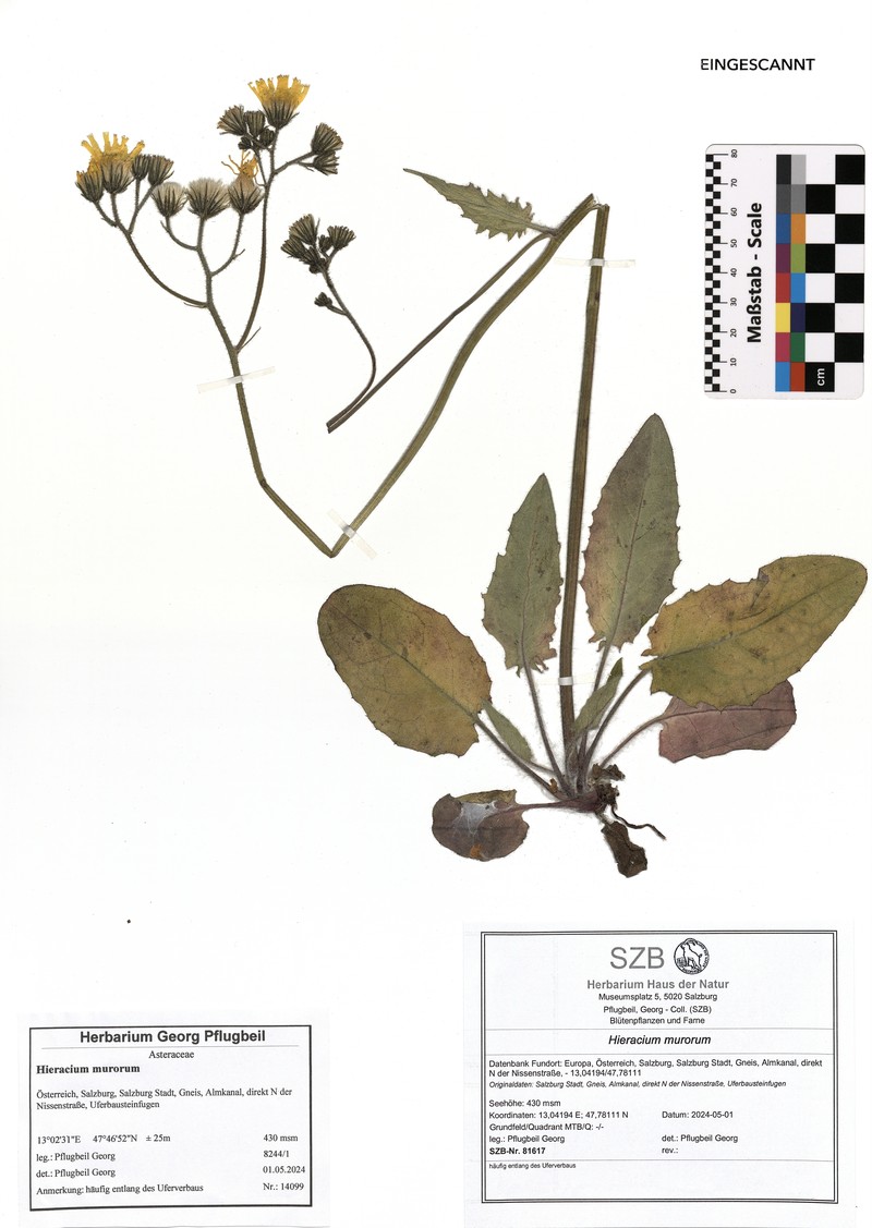 Hieracium murorum subsp. gentile photo 3