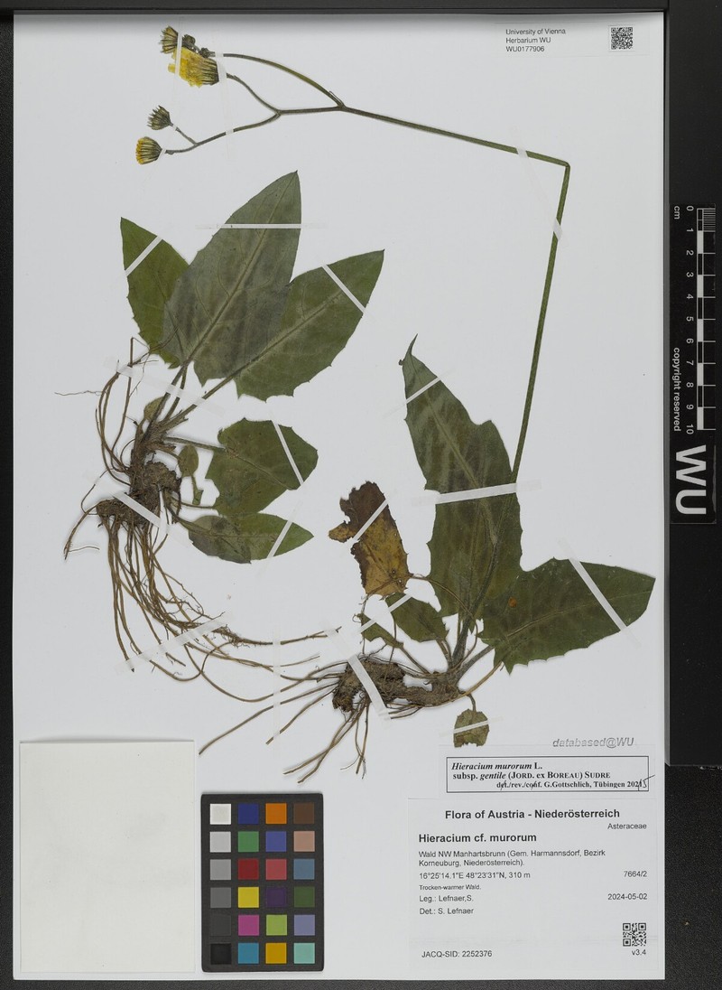 Hieracium murorum subsp. gentile photo 4