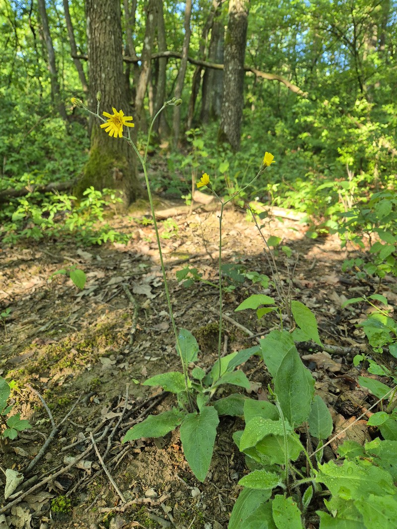 Hieracium murorum subsp. gentile