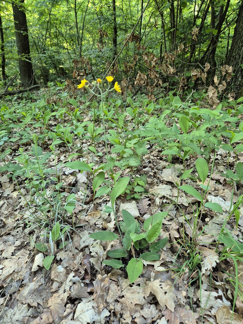 Hieracium murorum subsp. gentile photo 5