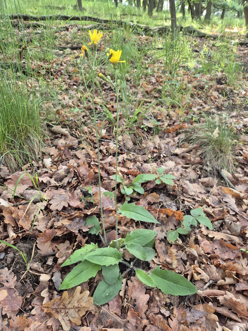 Hieracium murorum subsp. gentile photo 6