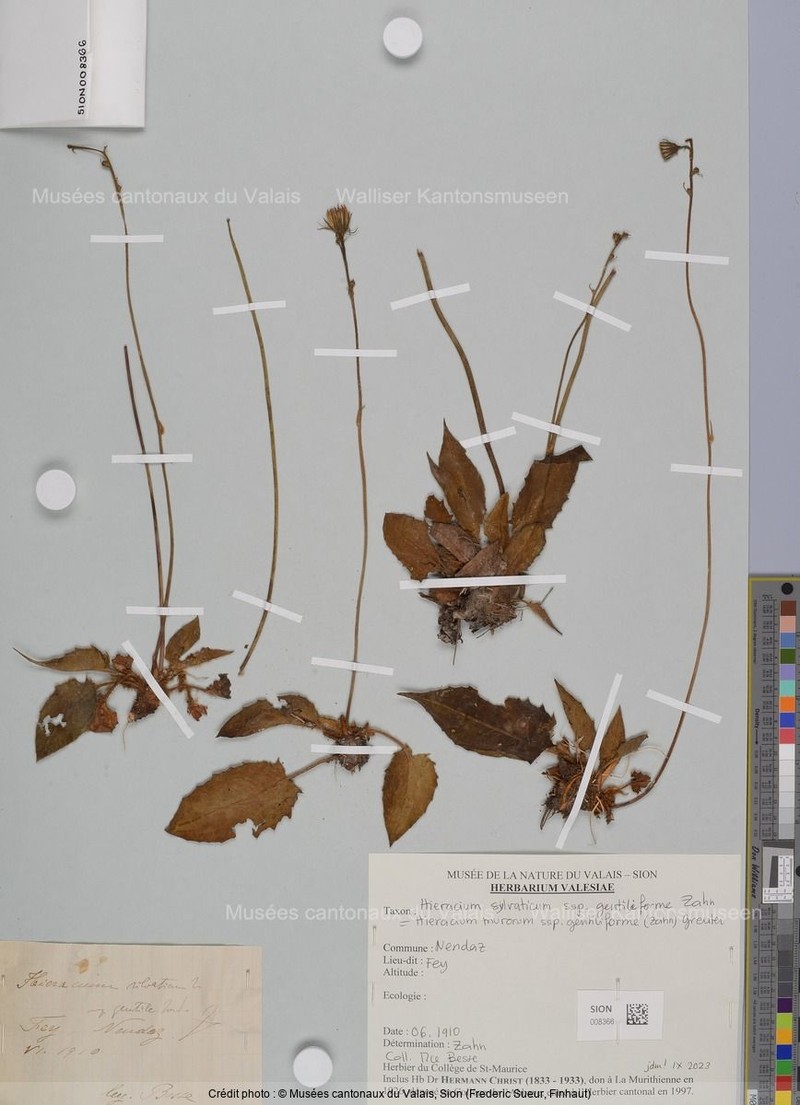 Hieracium murorum subsp. gentiliforme
