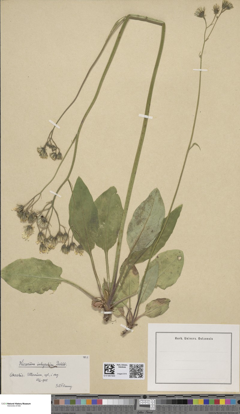 Hieracium murorum subsp. integratum
