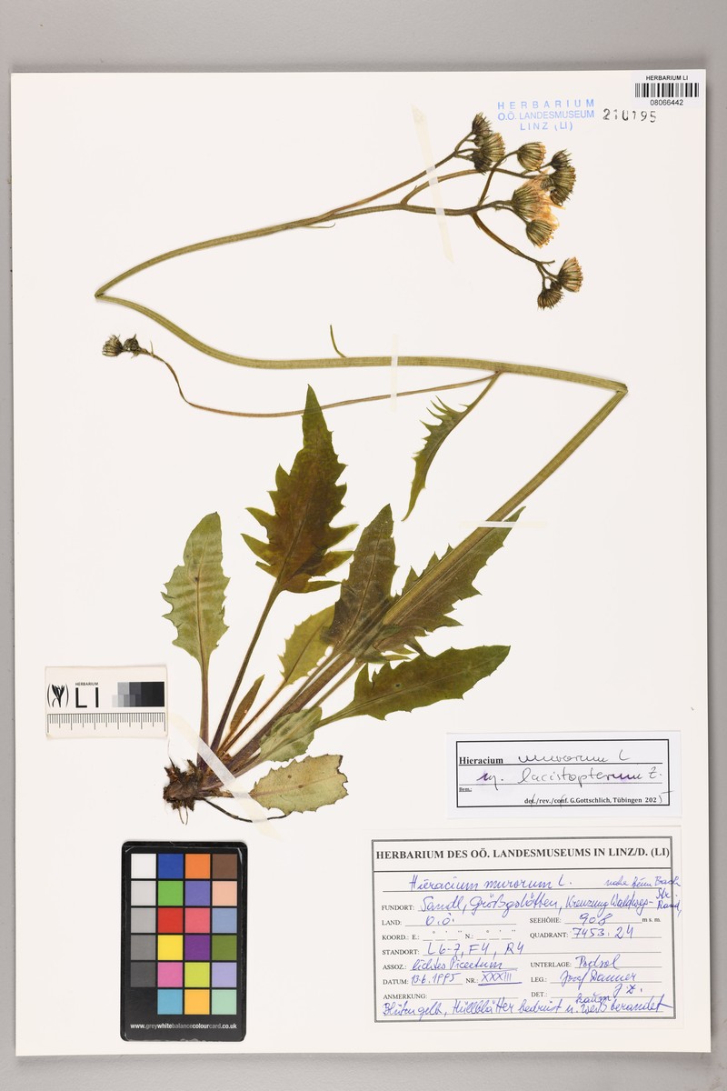 Hieracium murorum subsp. lacistopterum