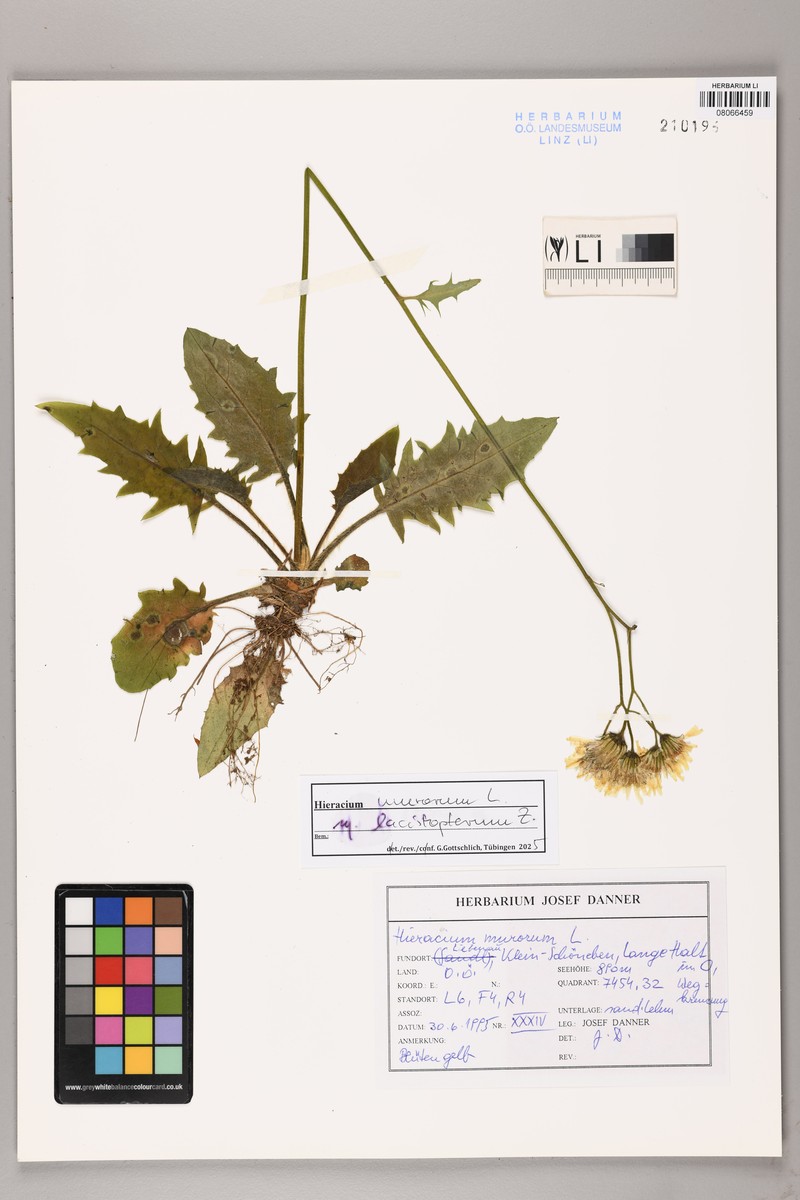 Hieracium murorum subsp. lacistopterum photo 2