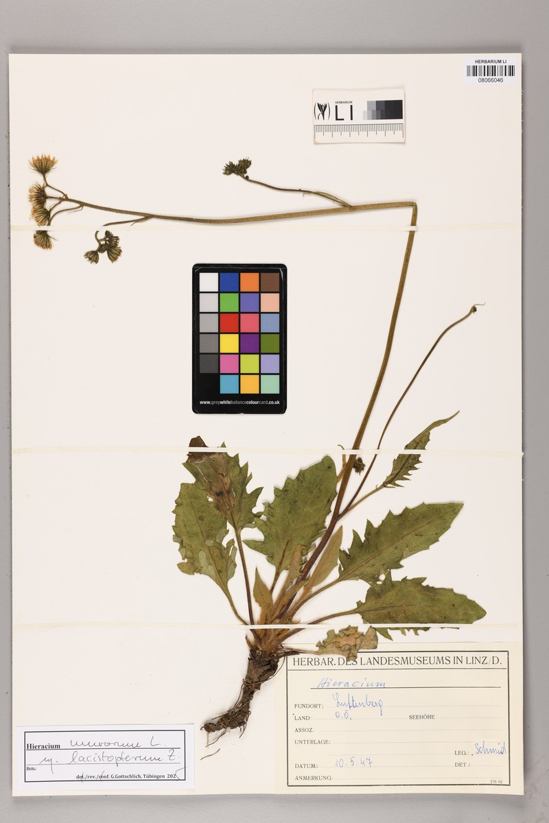 Hieracium murorum subsp. lacistopterum photo 3