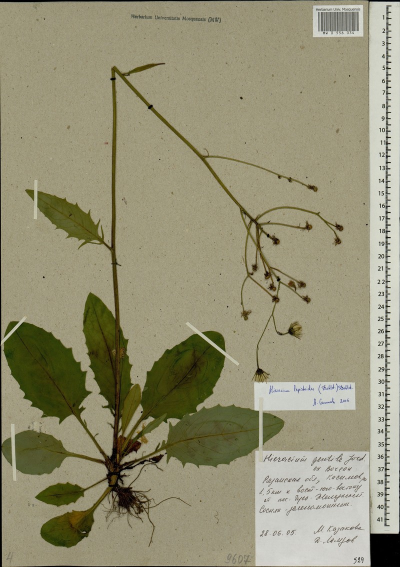 Hieracium murorum subsp. lepistoides