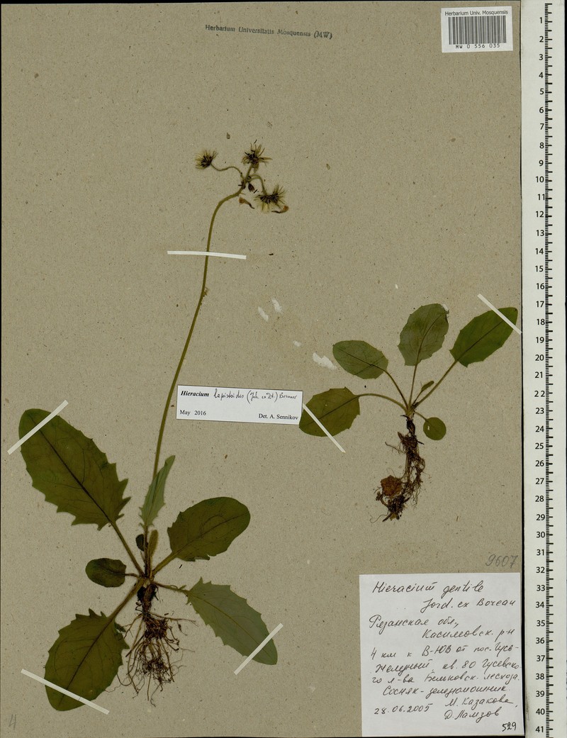Hieracium murorum subsp. lepistoides photo 2