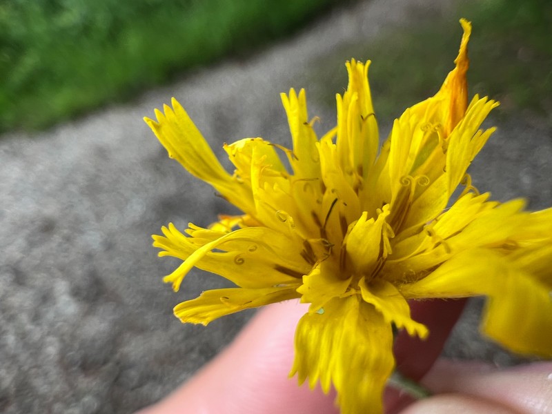 Hieracium murorum subsp. marginelliceps