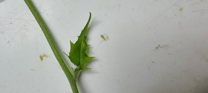 Hieracium murorum subsp. marginelliceps photo 2