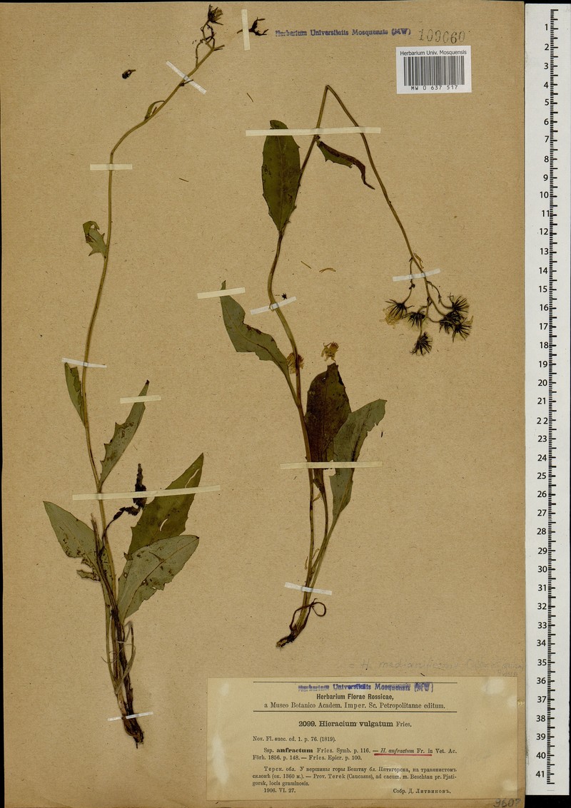 Hieracium murorum subsp. medianiforme