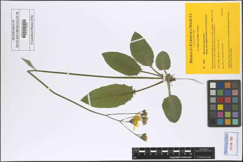 Hieracium murorum subsp. microspilon