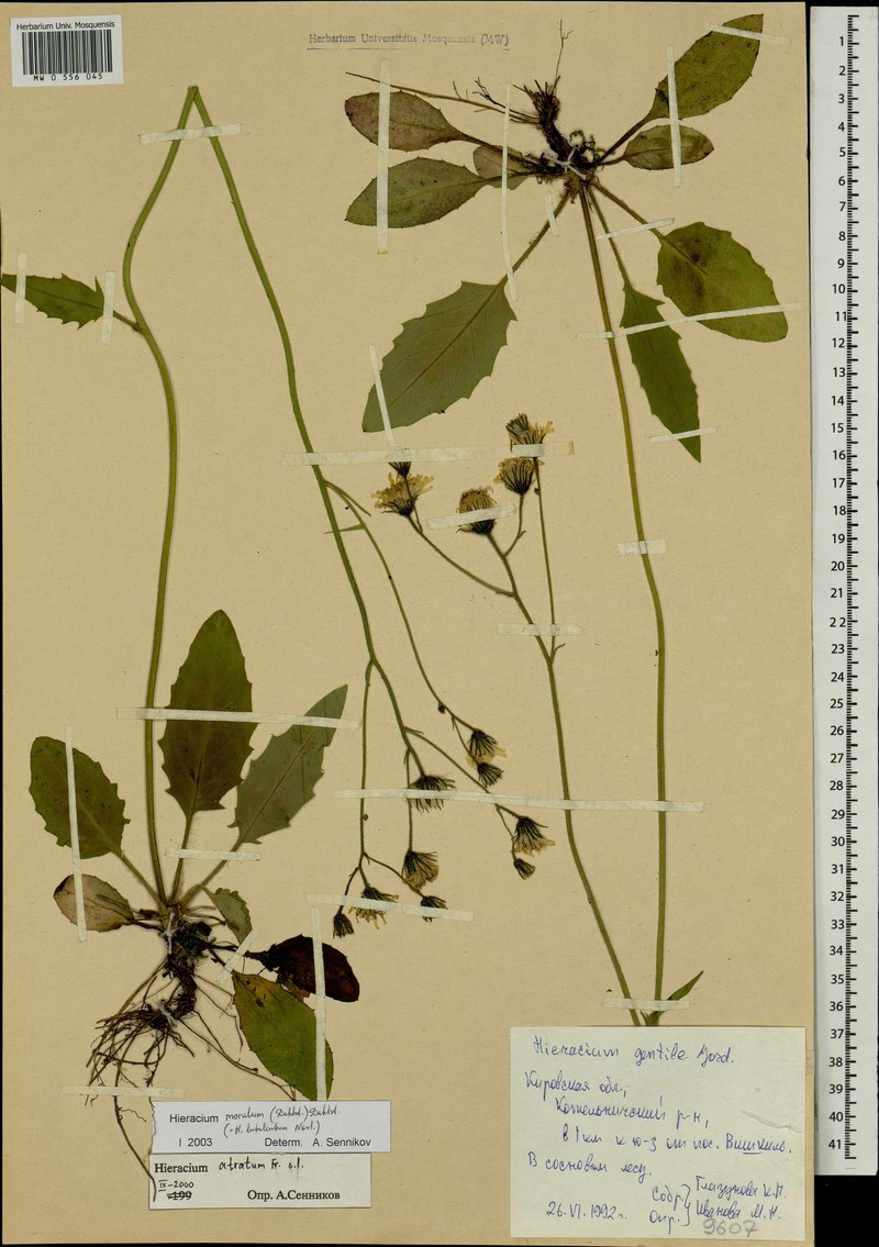 Hieracium murorum subsp. morulum