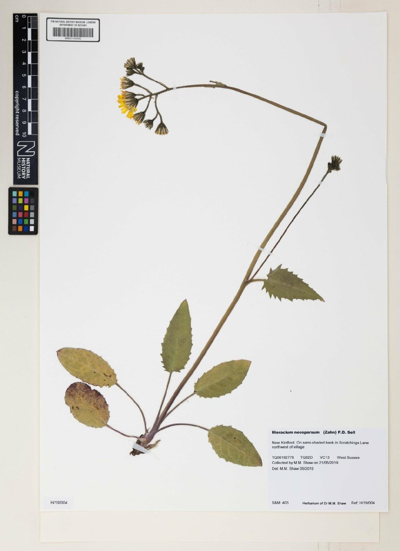 Hieracium murorum subsp. murorum