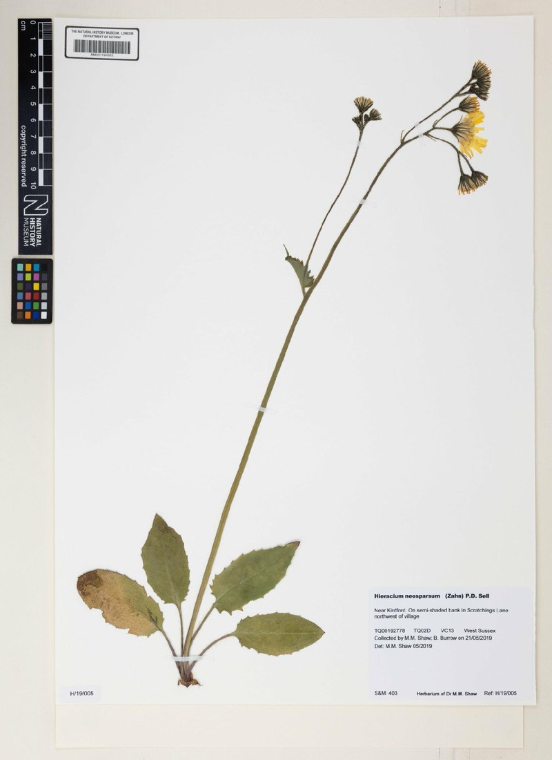 Hieracium murorum subsp. murorum photo 2