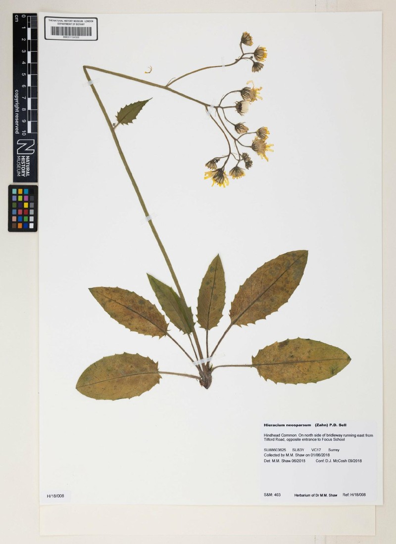 Hieracium murorum subsp. murorum photo 3