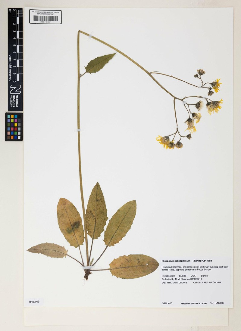 Hieracium murorum subsp. murorum photo 4