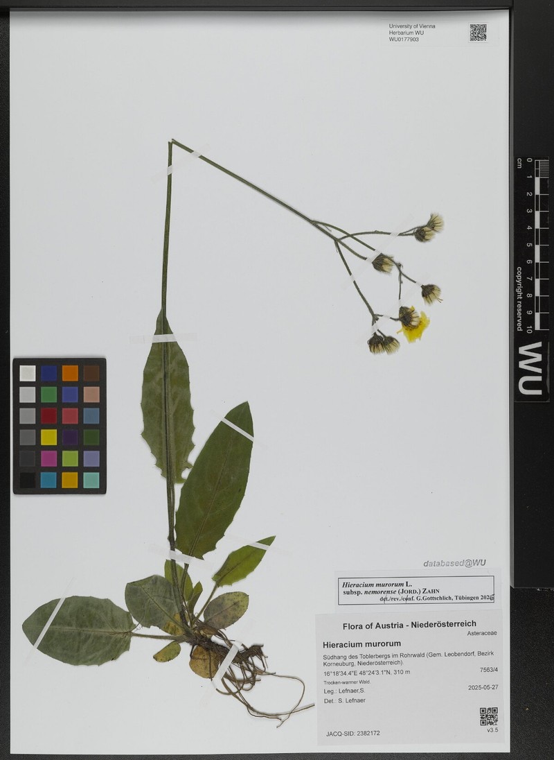 Hieracium murorum subsp. nemorense photo 2