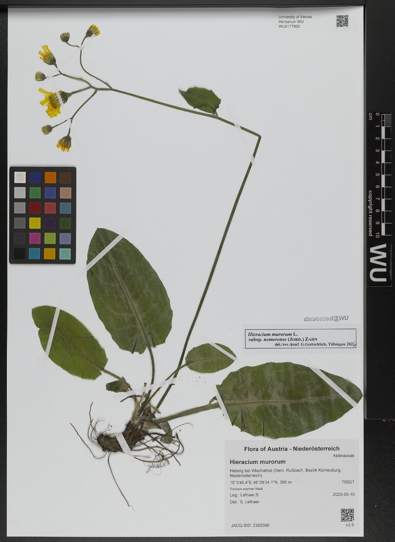 Hieracium murorum subsp. nemorense photo 3