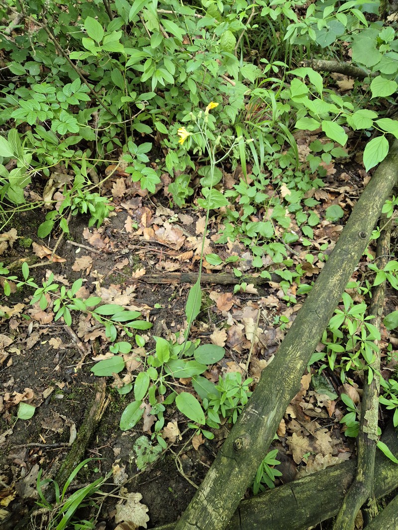 Hieracium murorum subsp. nemorense