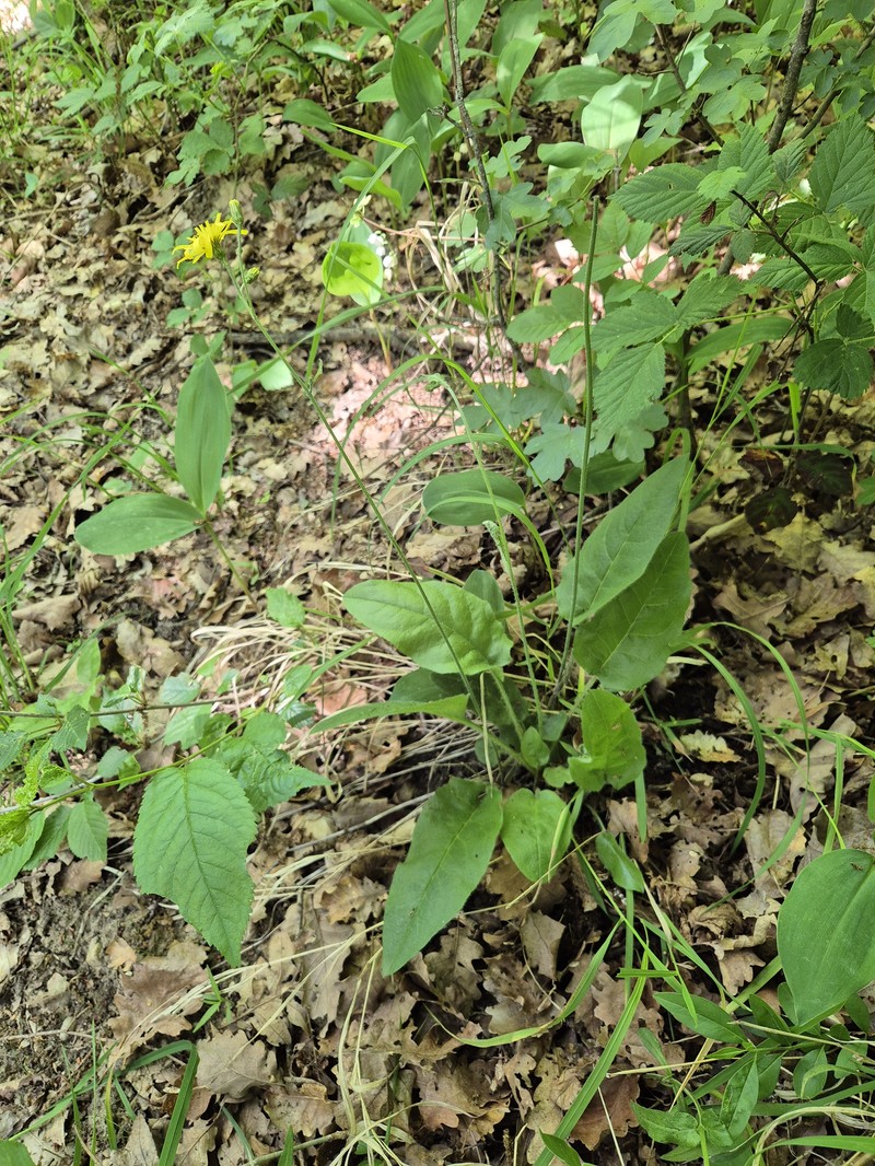 Hieracium murorum subsp. nemorense photo 4