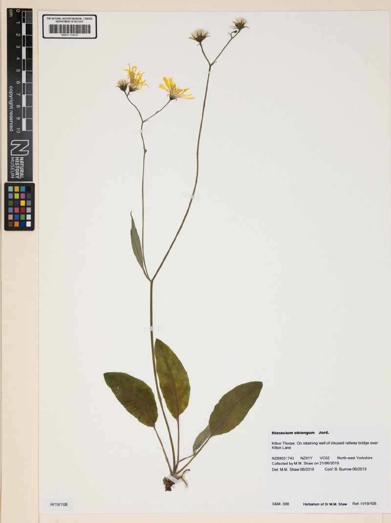 Hieracium murorum subsp. oblongum