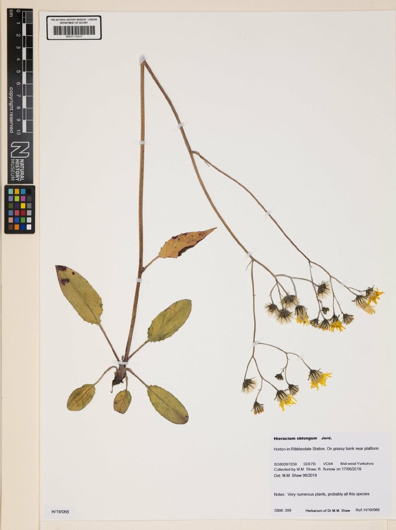 Hieracium murorum subsp. oblongum photo 2