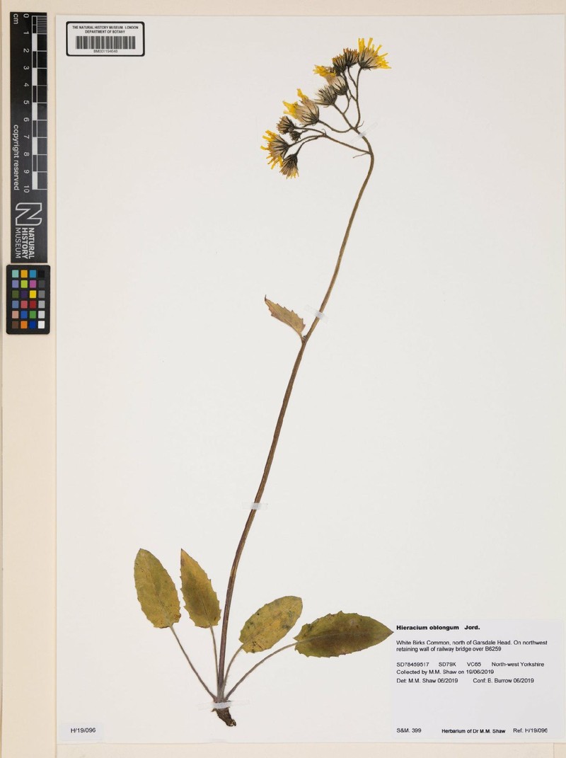 Hieracium murorum subsp. oblongum photo 3
