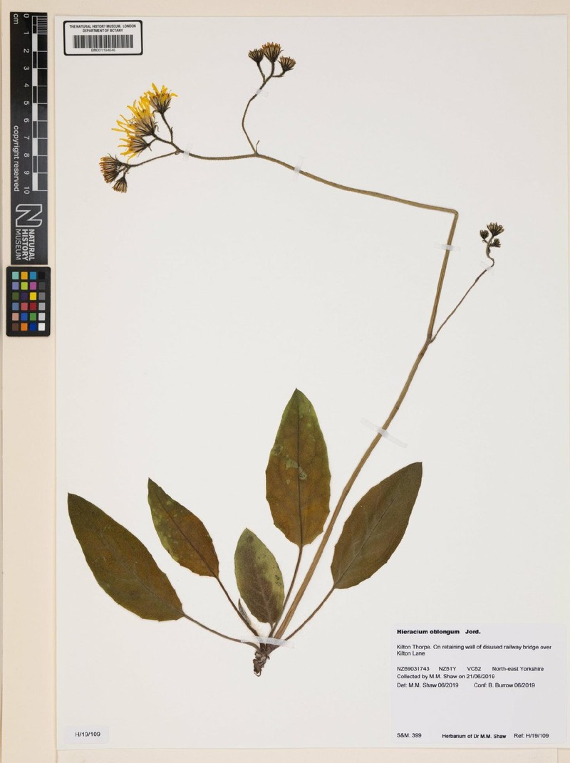 Hieracium murorum subsp. oblongum photo 4