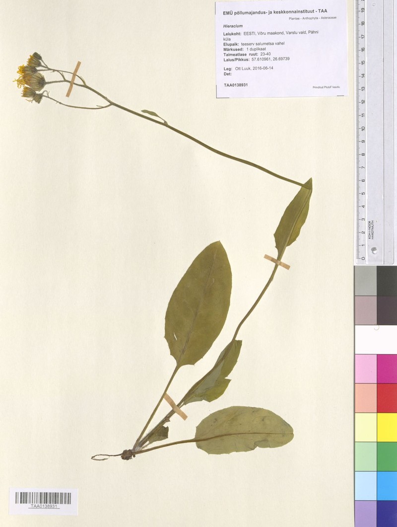 Hieracium murorum subsp. orbicans