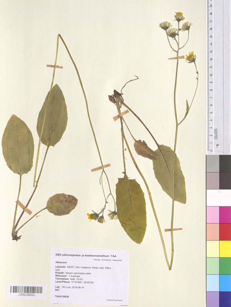 Hieracium murorum subsp. orbicans photo 2