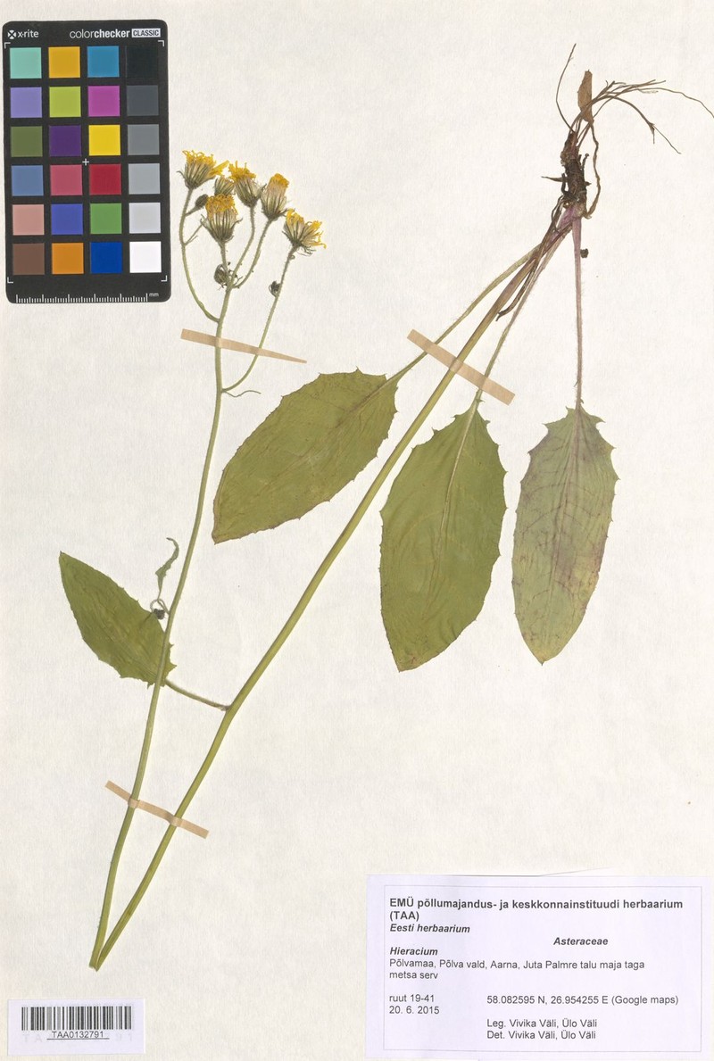 Hieracium murorum subsp. orbicans photo 3