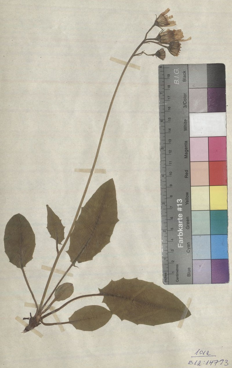 Hieracium murorum subsp. orbicans photo 4