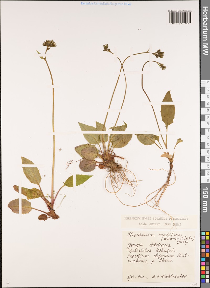 Hieracium murorum subsp. ovalifrons