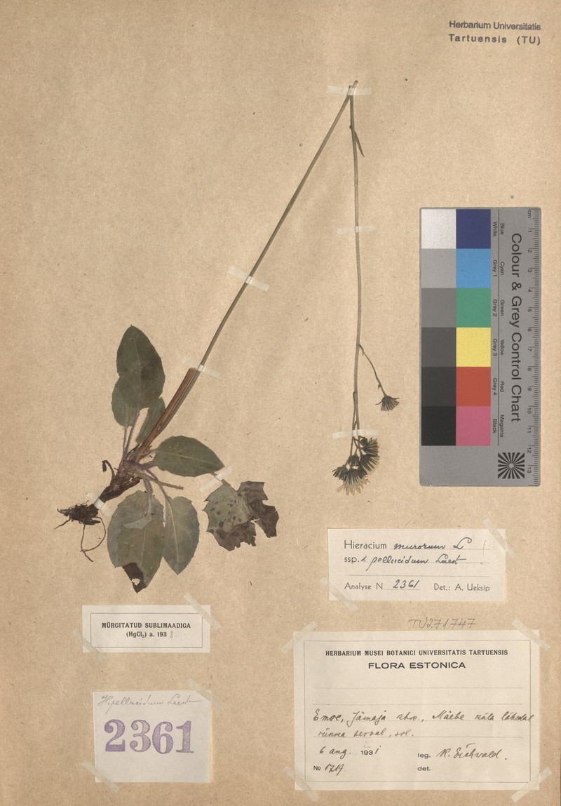 Hieracium murorum subsp. pellucidum