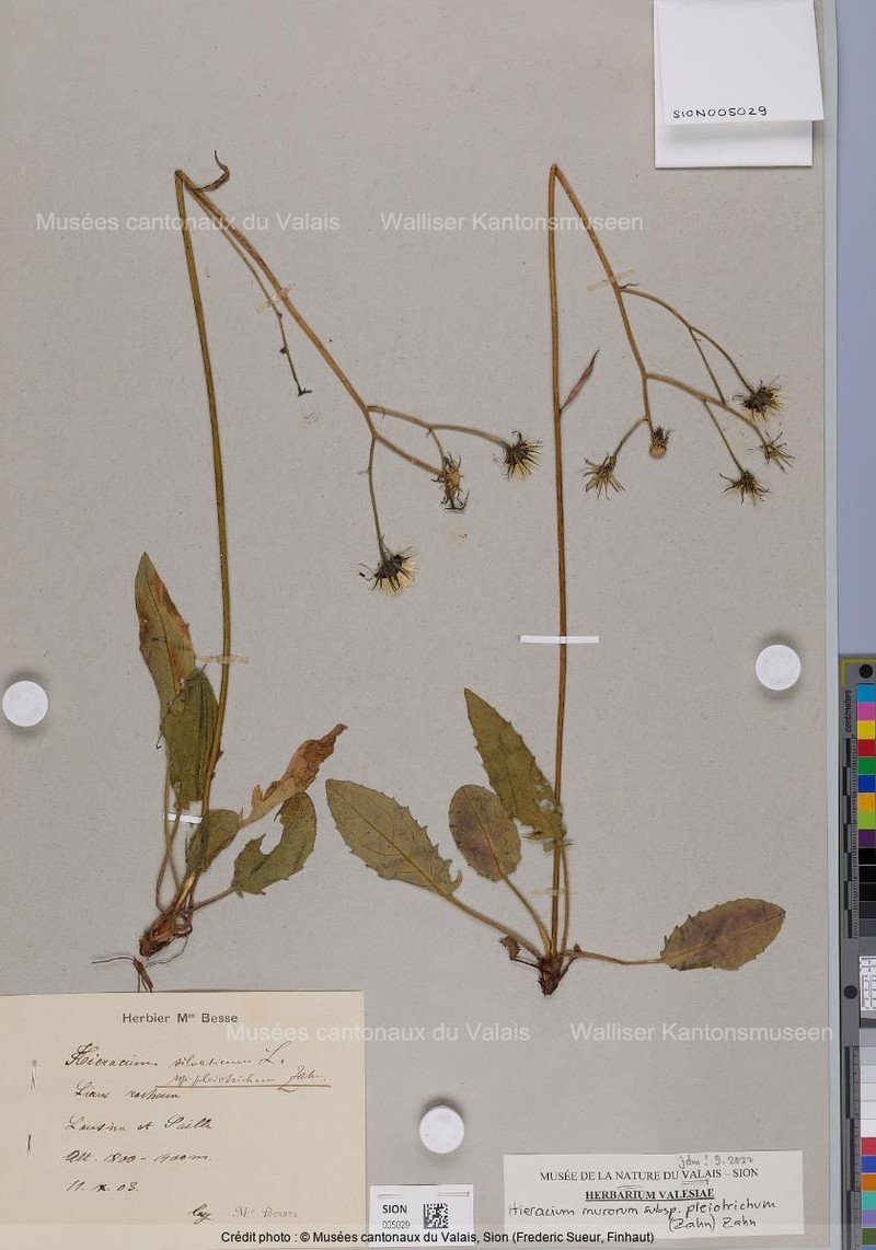 Hieracium murorum subsp. pleiotrichum