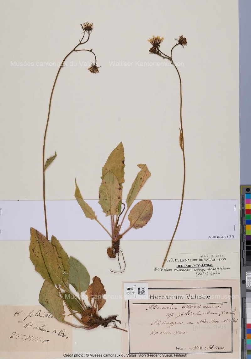 Hieracium murorum subsp. pleiotrichum photo 2