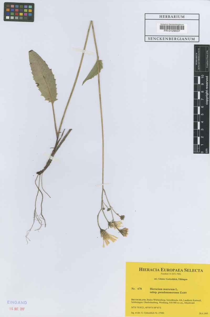 Hieracium murorum subsp. pseudonemorense