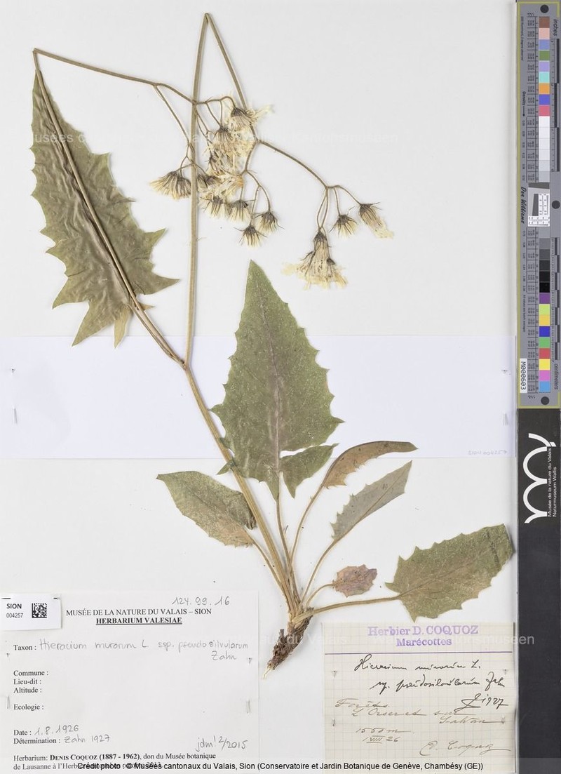 Hieracium murorum subsp. pseudosilvularum