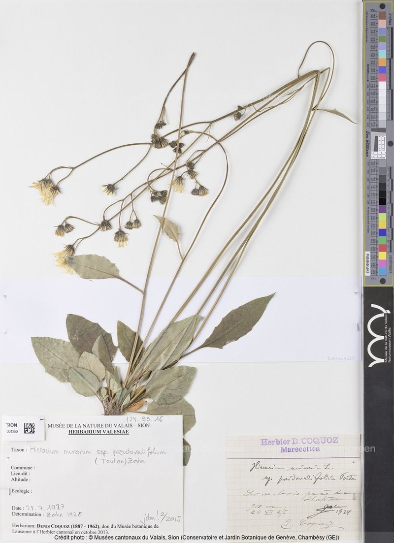 Hieracium murorum subsp. pseudovalifolium