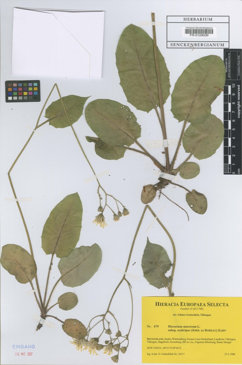Hieracium murorum subsp. scabripes