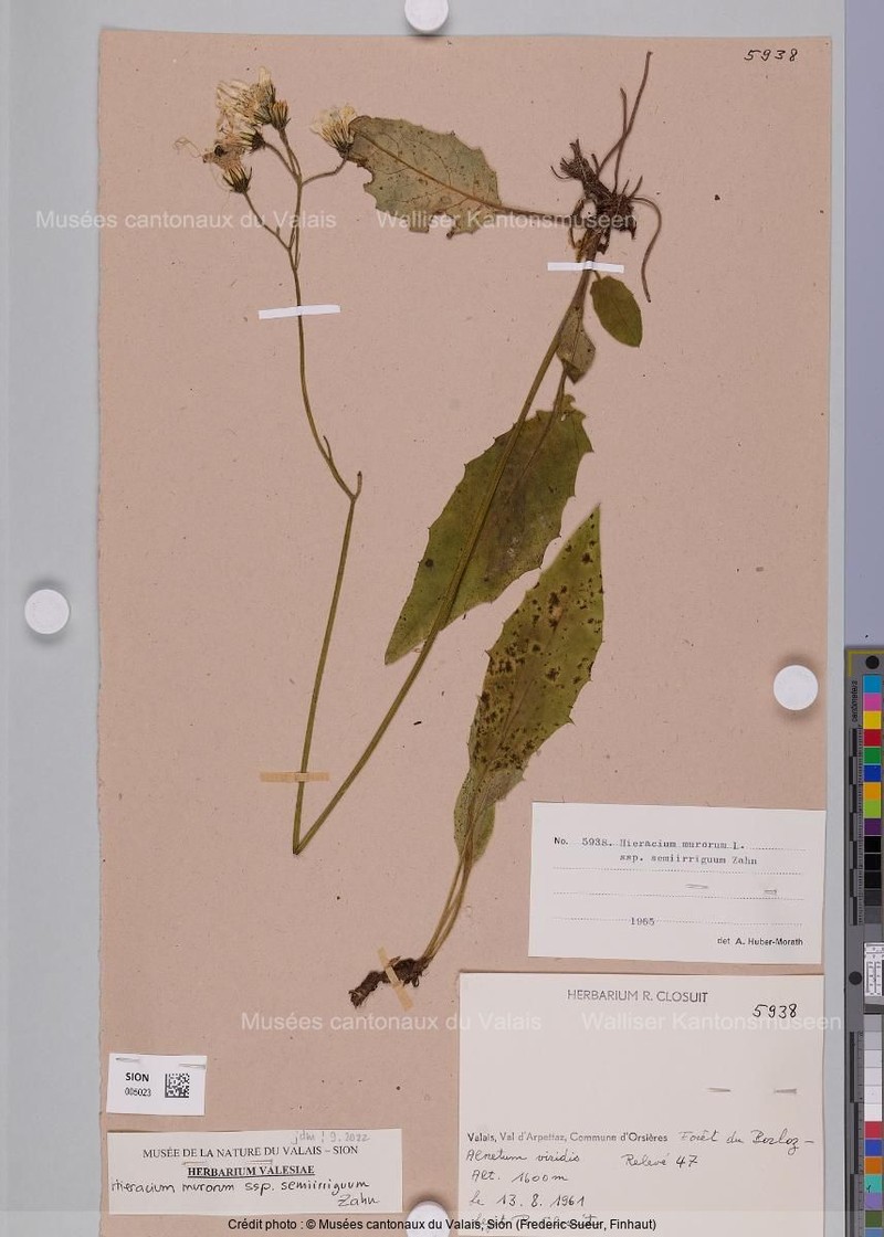 Hieracium murorum subsp. semiirriguum