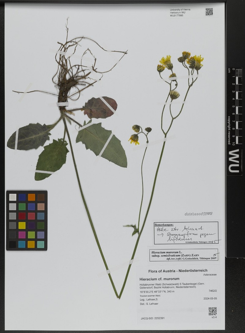 Hieracium murorum subsp. semisilvaticum