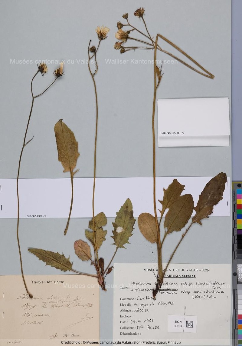 Hieracium murorum subsp. semisilvaticum photo 2