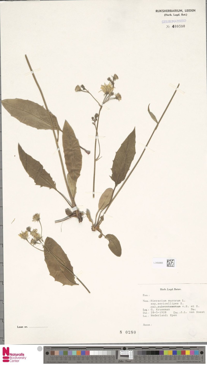 Hieracium murorum subsp. sericellipes